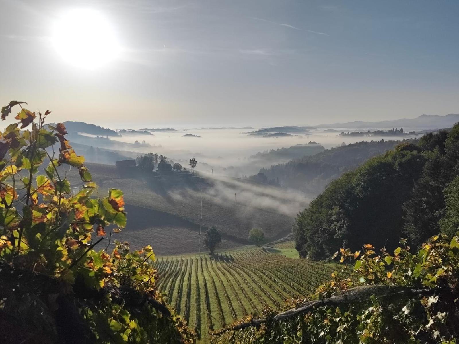 Weingut Fellner Bed & Breakfast Leutschach Dış mekan fotoğraf