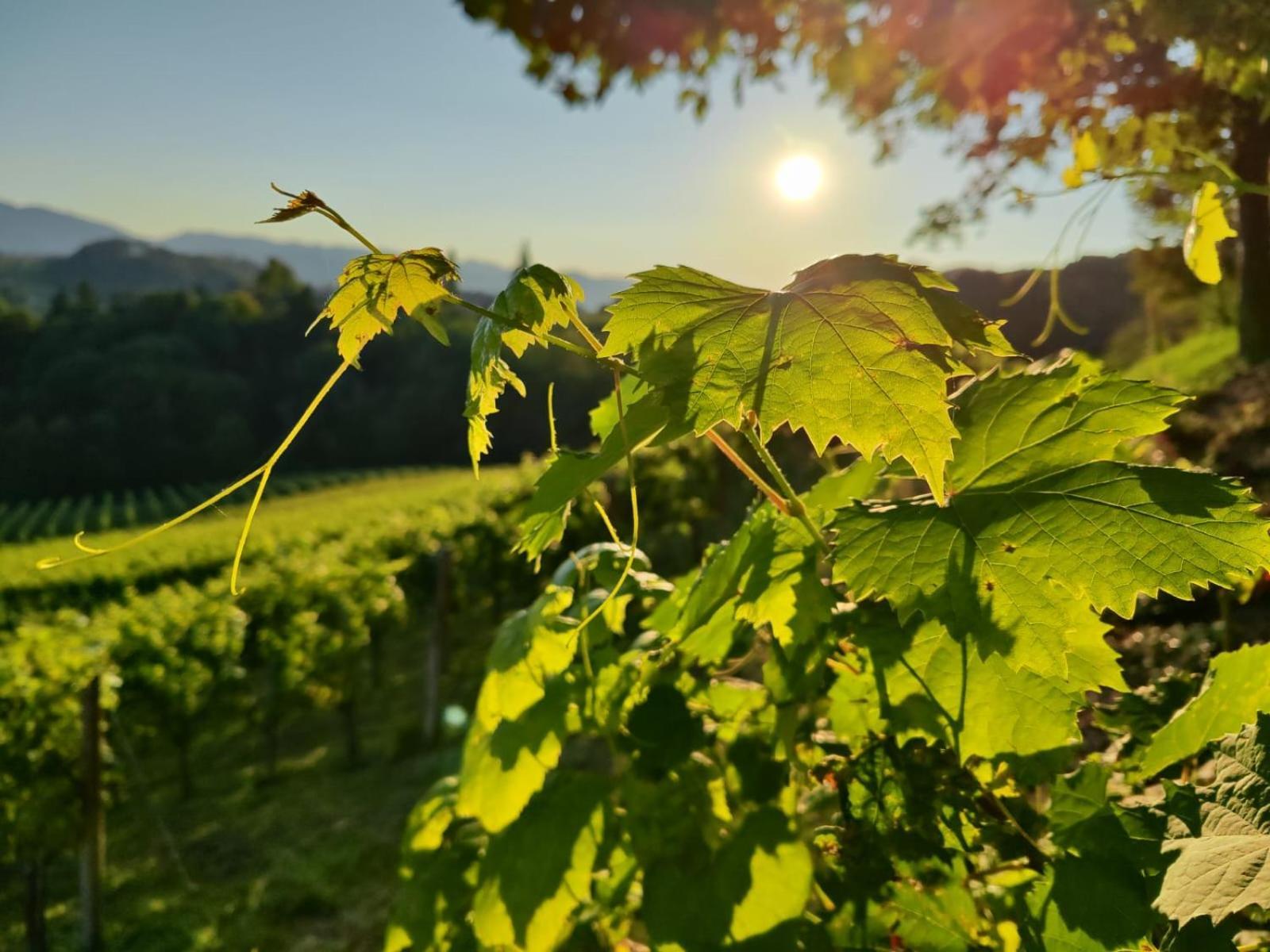 Weingut Fellner Bed & Breakfast Leutschach Dış mekan fotoğraf